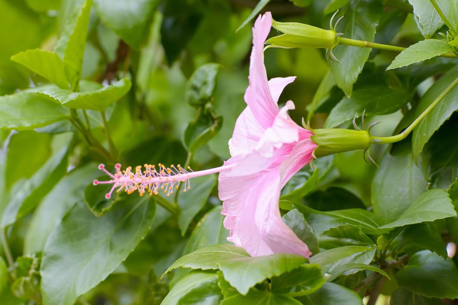 Hibiscus is a genus of flowering plants in the mallow family, Malvaceae. photo