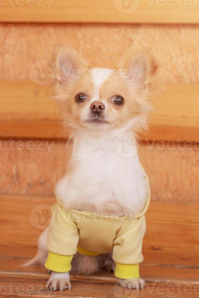 Pet, animal. Cute dog of the Chihuahua breed in a yellow hoodie. photo