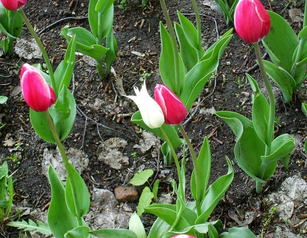 lindos tulipanes. hermosas flores foto