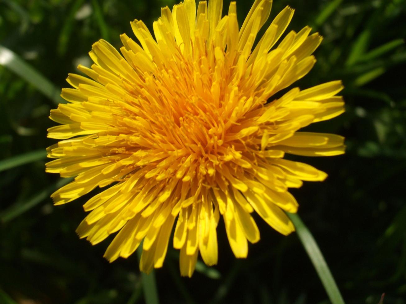 diente de león amarillo. flor. La belleza de la naturaleza foto