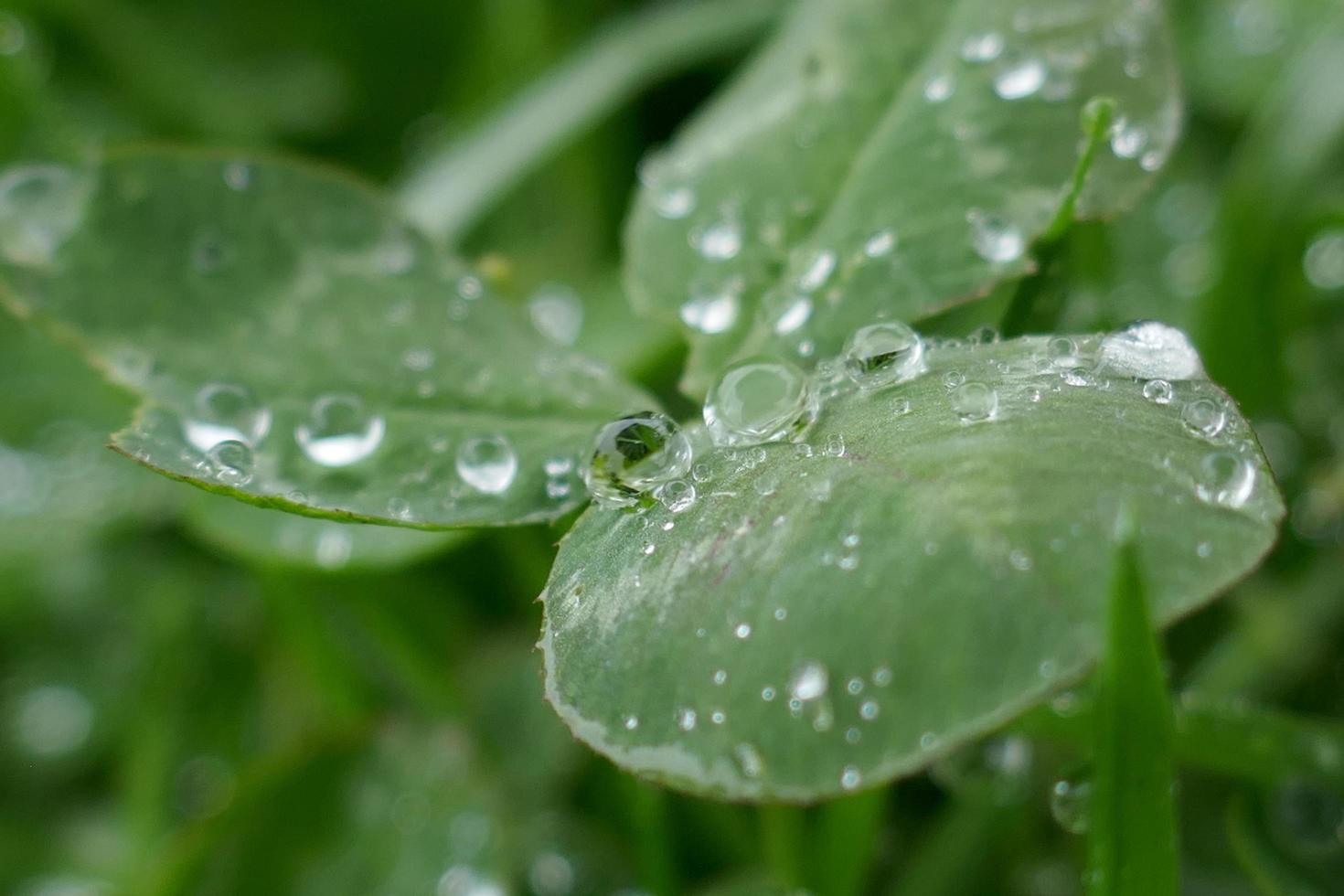 Raindrops on Clover Leaves photo