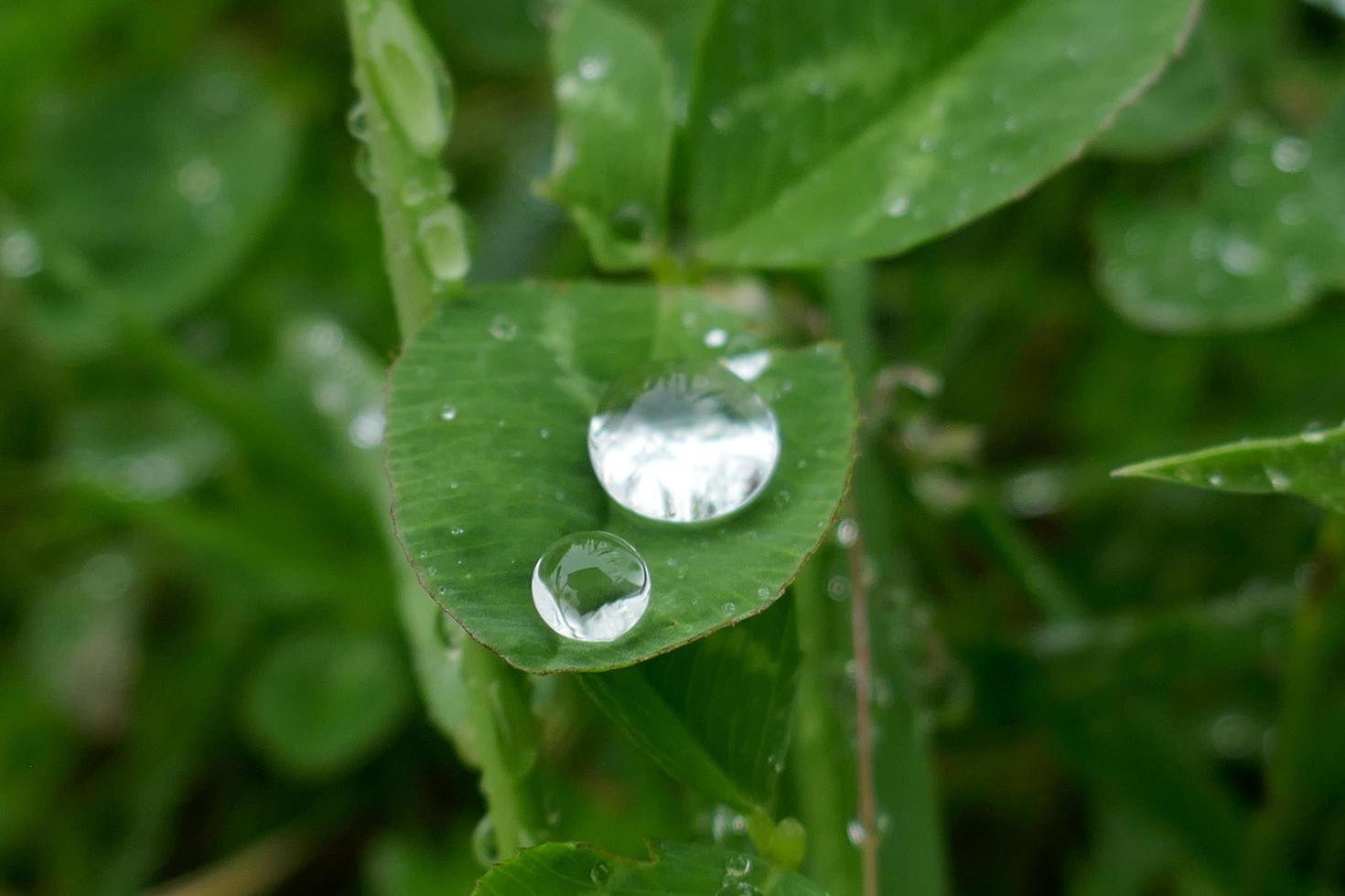 Raindrops on Clover Leaves photo