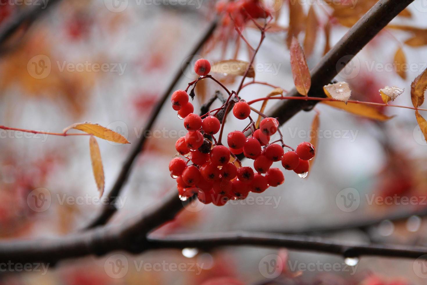 Red rowan berries.bird food,  autumn. Germany, France, Russia, Canada. treatment of colds, vitamins and healthy nutrition. for the calendar. photo