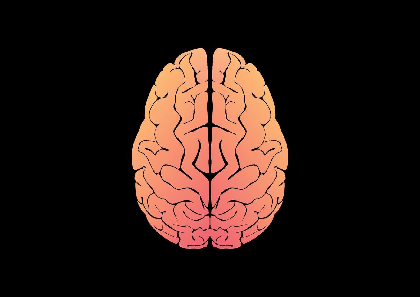 Vector illustration of human brain