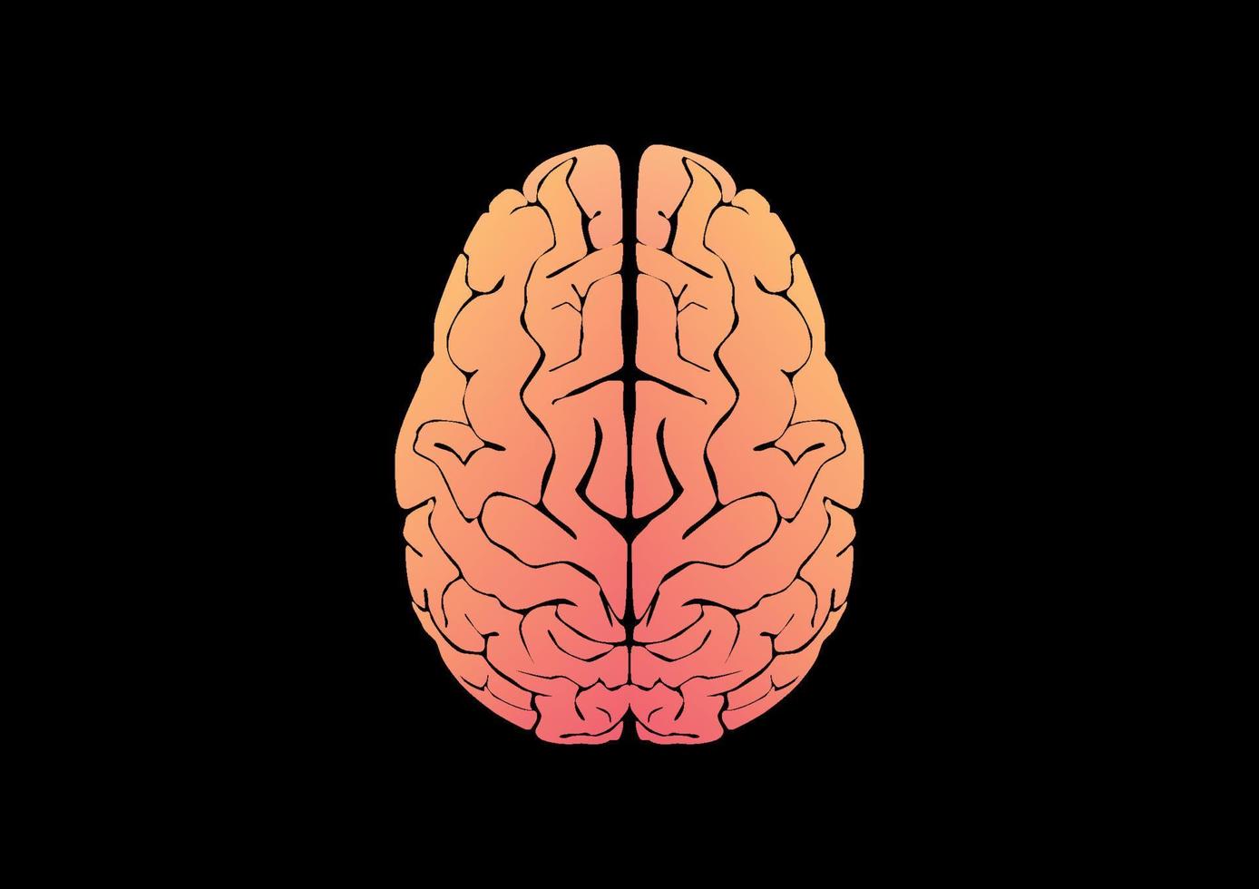 ilustración vectorial del cerebro humano vector