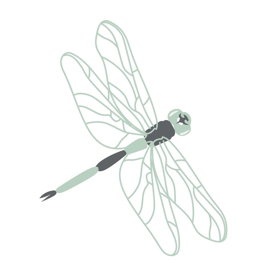 Green dragonfly in contour style vector
