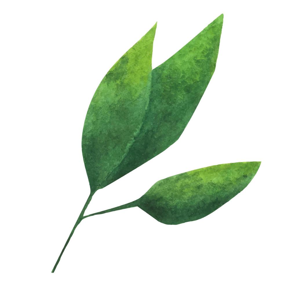 Green leaf. Watercolor element for decoration. vector