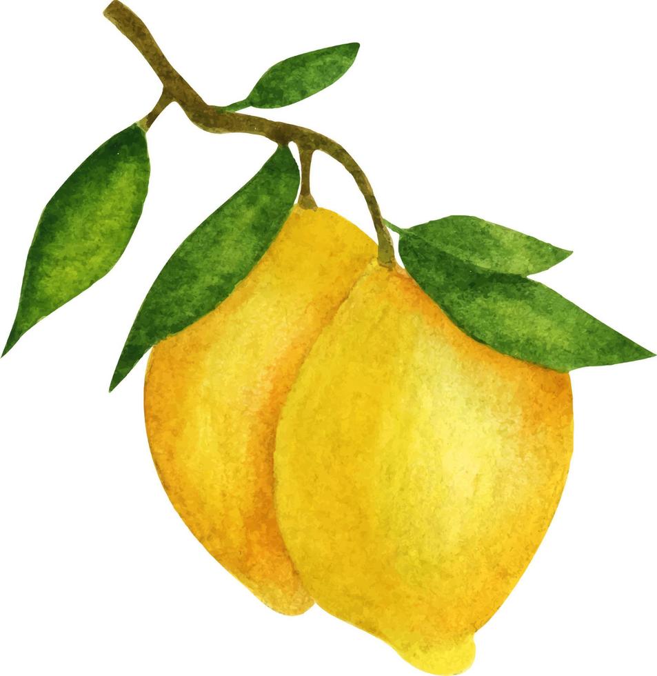 Lemons on a branch with leaves. Watercolor composition on a white background. vector