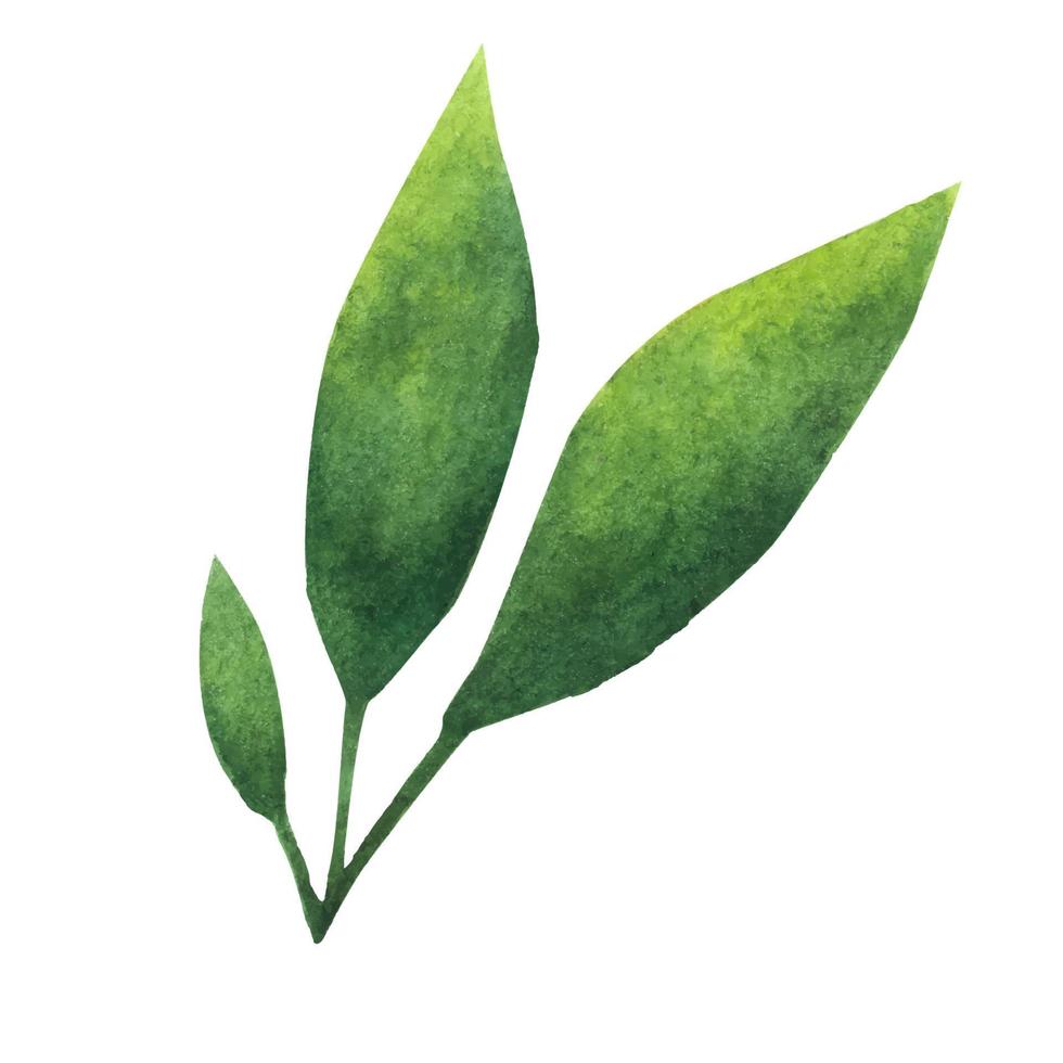 Green leaf. Watercolor element for decoration. vector