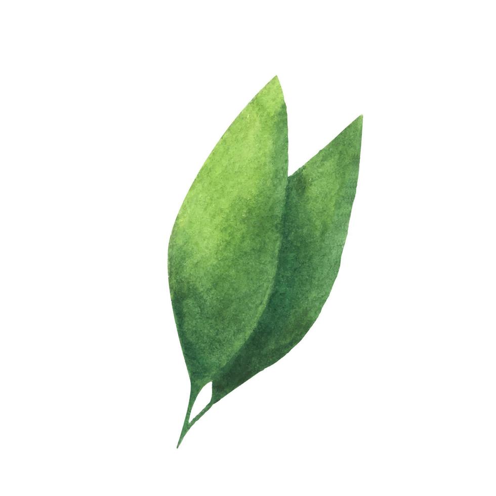 Green leaf. Watercolor element for decoration. vector