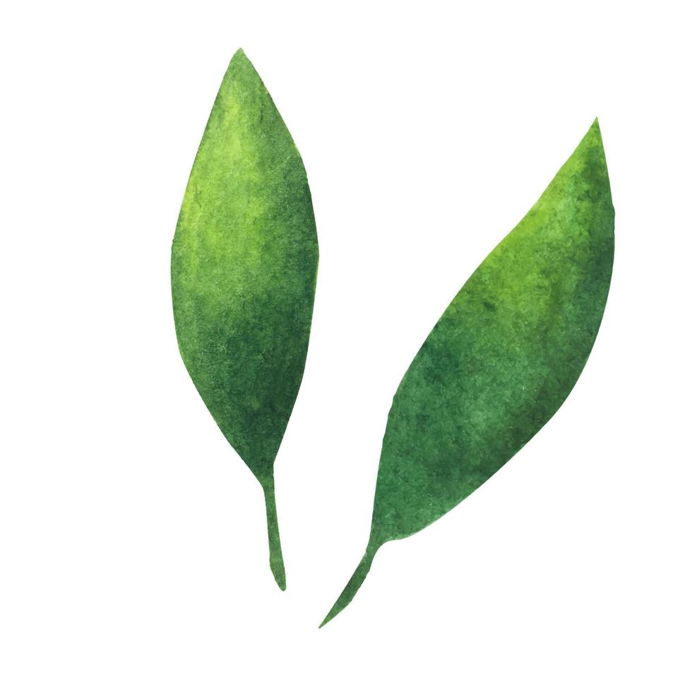 hoja verde. elemento de acuarela para la decoración. vector