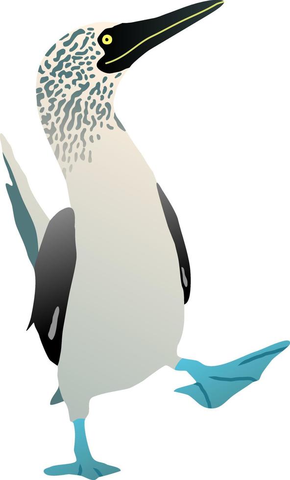 Gannet bird with a blue foot. Flat vector booby solan illustration figure