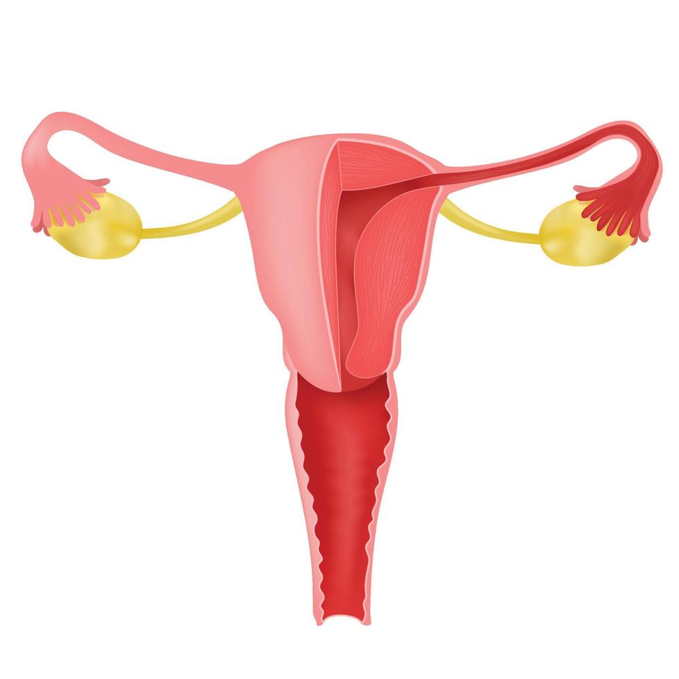 Anatomy of Uterus and Ovaries. vector