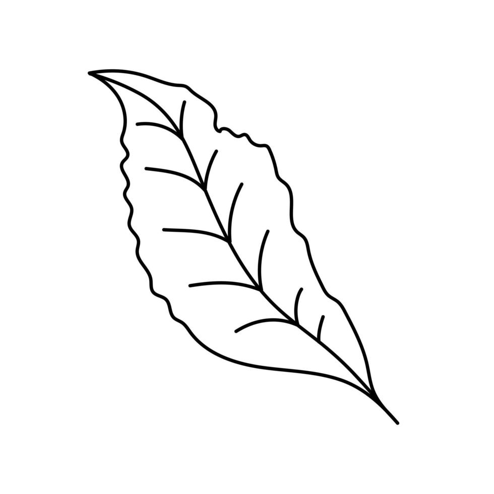 Contour black-and-white drawing of  a leaf. Vector illustration. Coloring page.