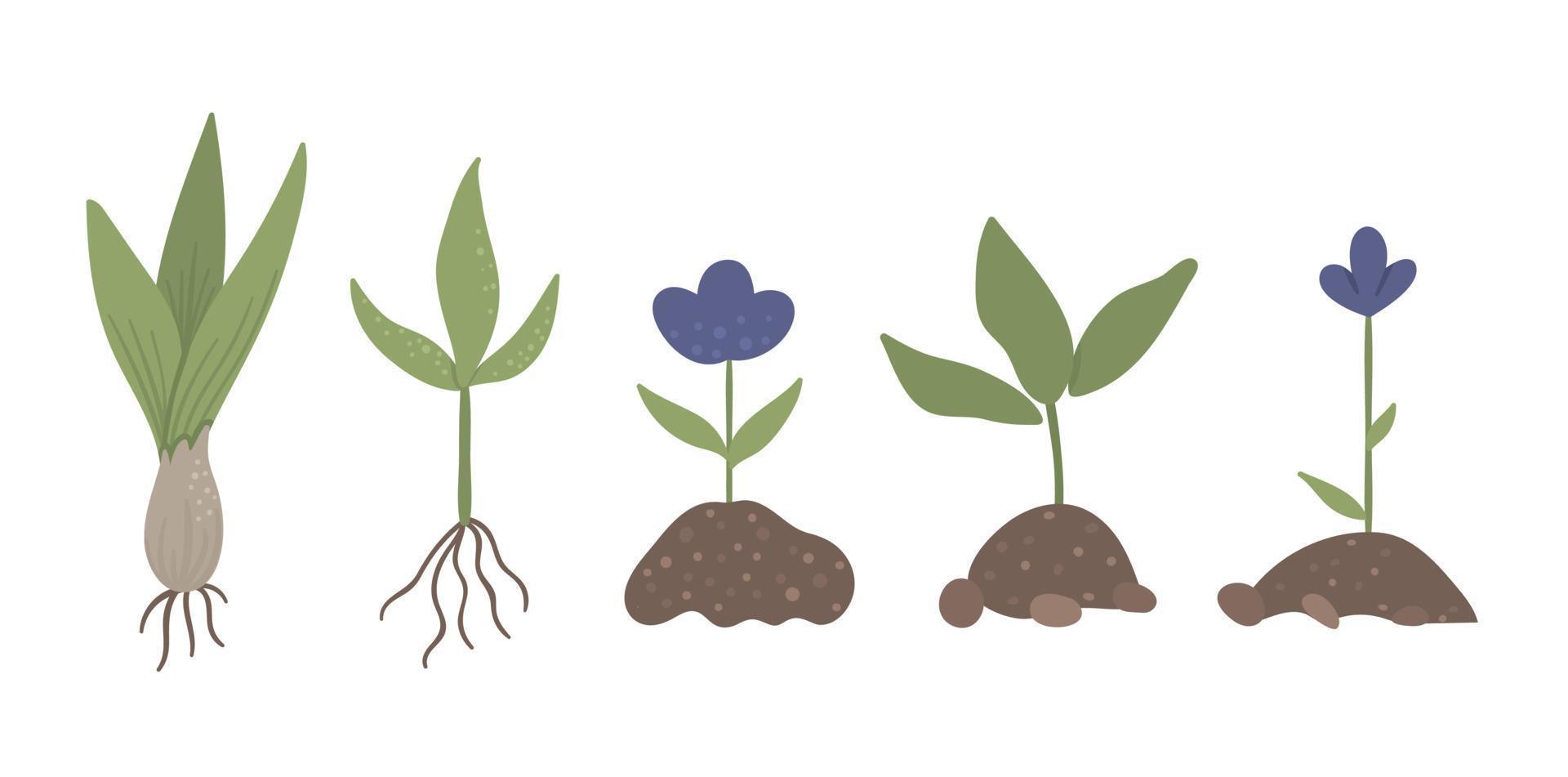 conjunto vectorial de plantas brotadas con raíces, flores, bulbo aislado sobre fondo blanco. ilustración de jardín de primavera plana. colección de iconos de jardinería vector