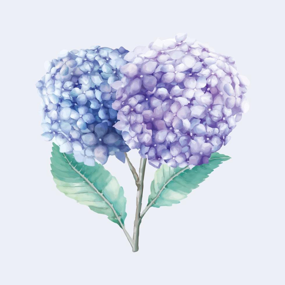 Beautiful Blue Hydrangeas in Watercolor vector