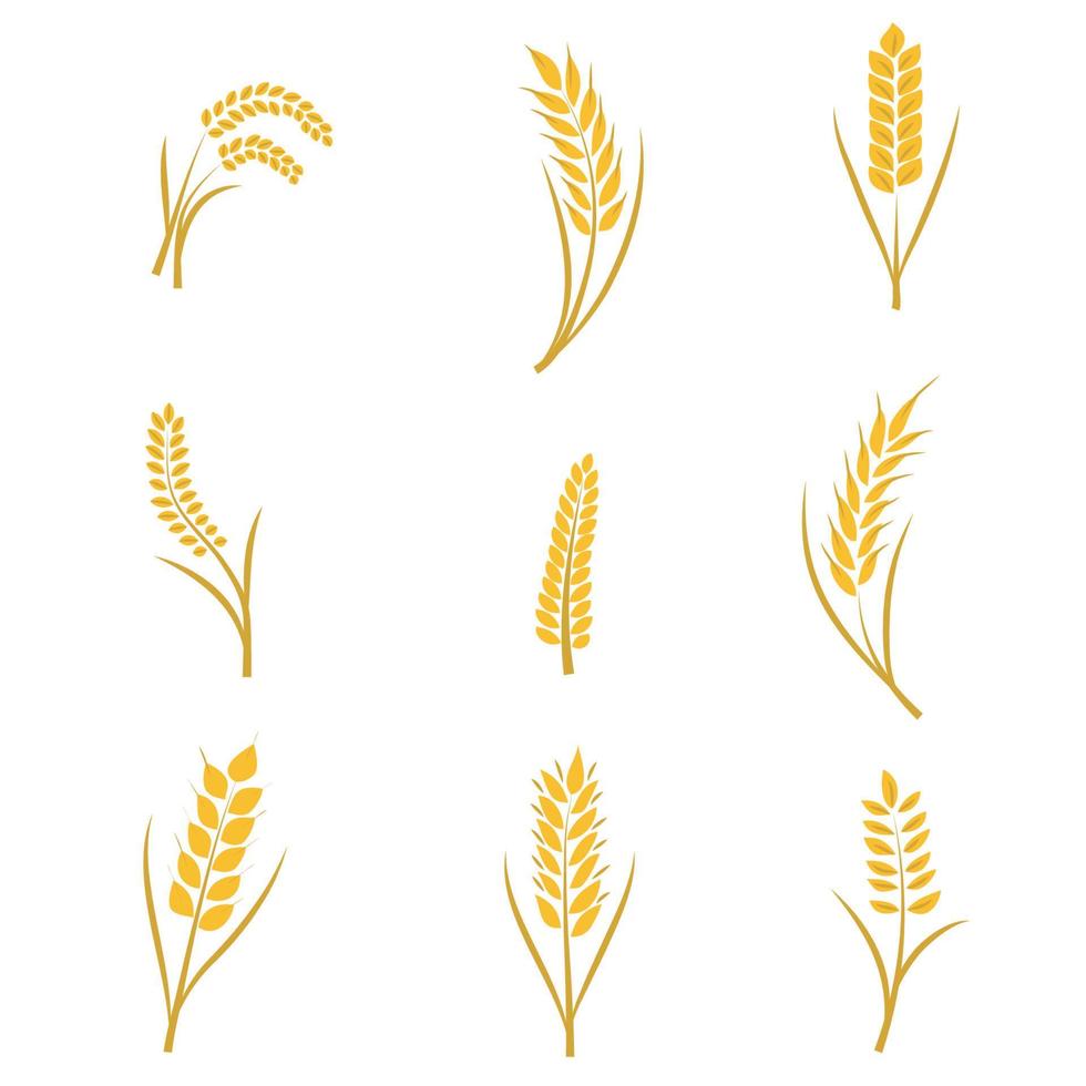 Flat wheat collection vector