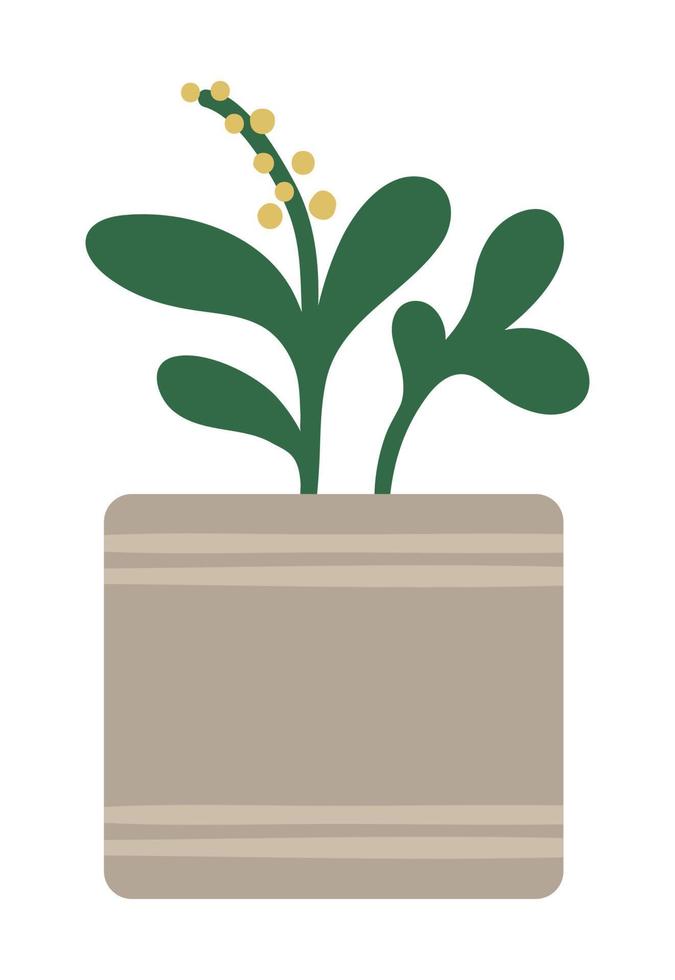 Vector illustration of plant in pot with green leaves and yellow round flowers. Flat trendy hand drawn houseplant for home gardening design. Beautiful spring and summer herb