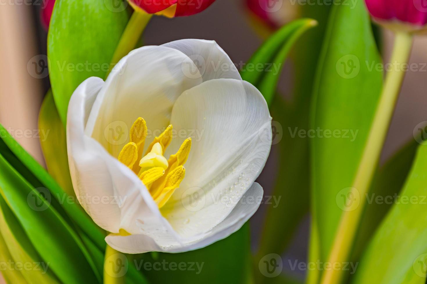 White tulip with dew drops close up. photo