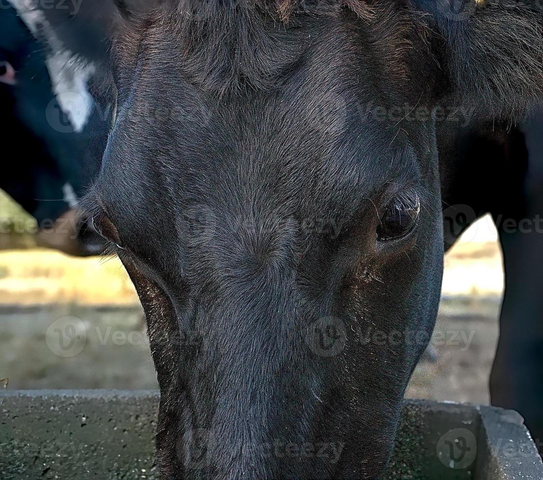 Lovely cow drinking water during a hot summer day on a farm photo