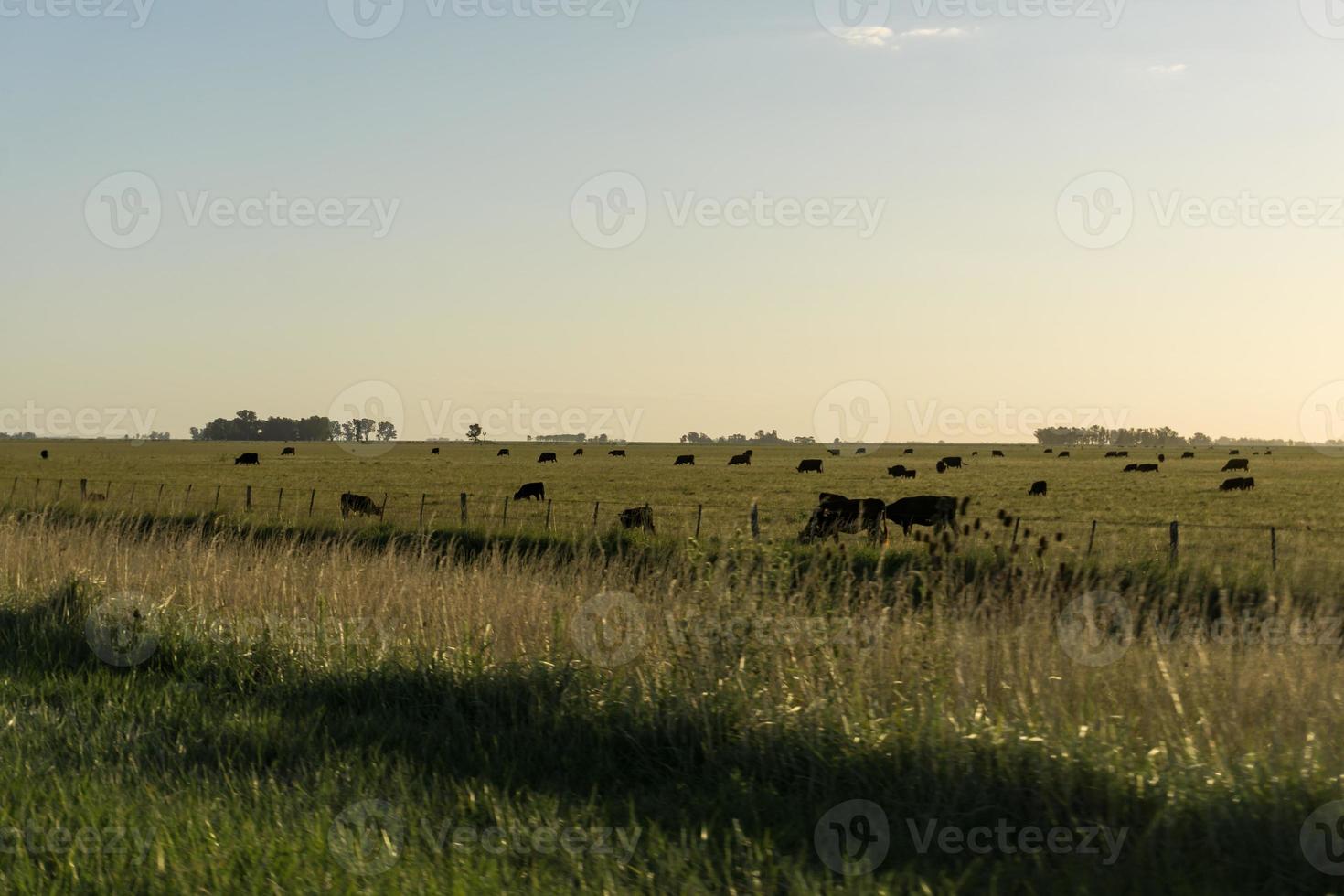 Cows in pasture at sunset photo