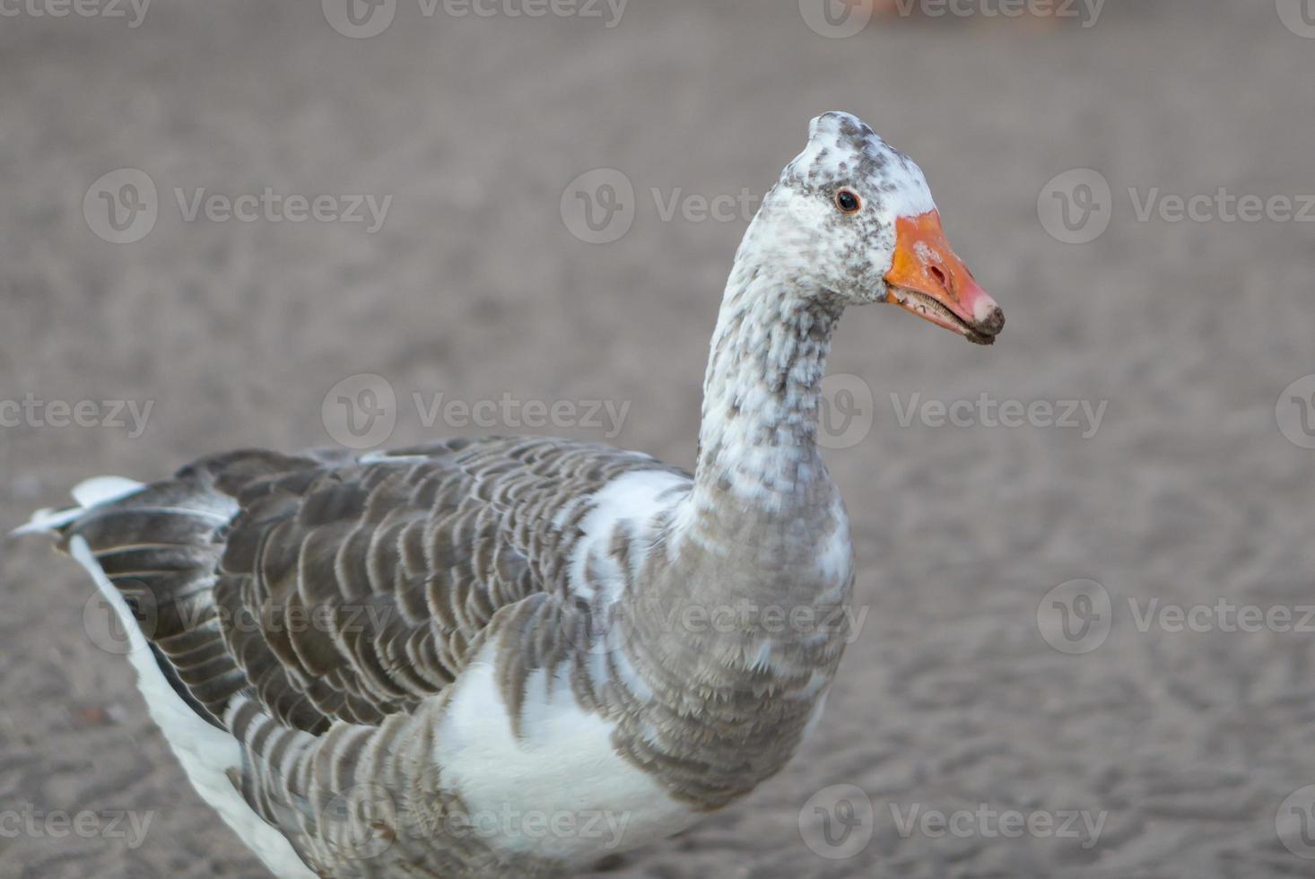 Stained goose in farm photo
