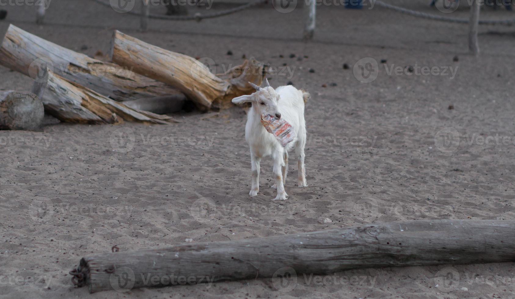 Goat eating a plastic bag photo