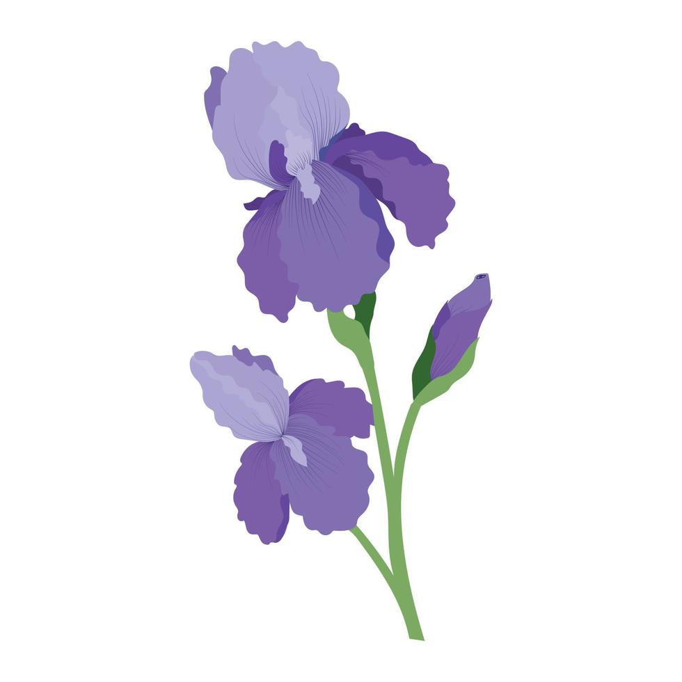 dibujo detallado de flores de iris de primavera vector