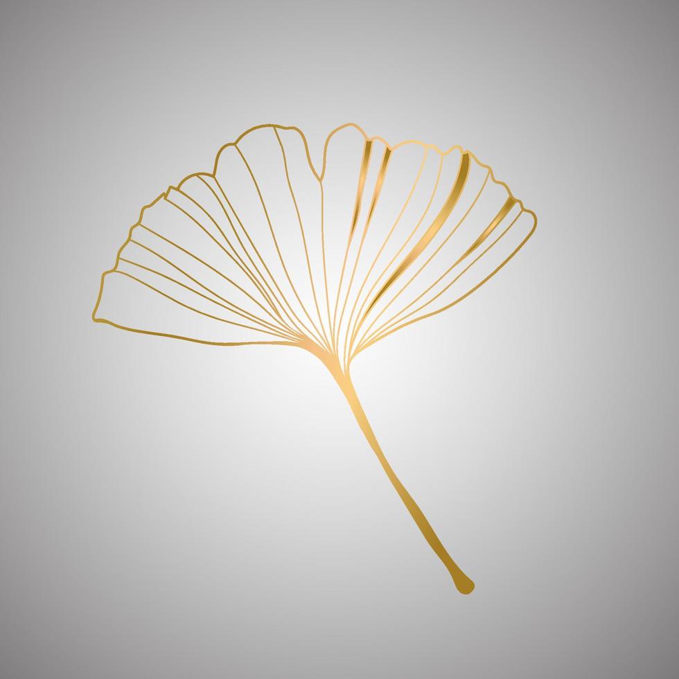 Vector illustration of ginkgo biloba leaf. ink line art design