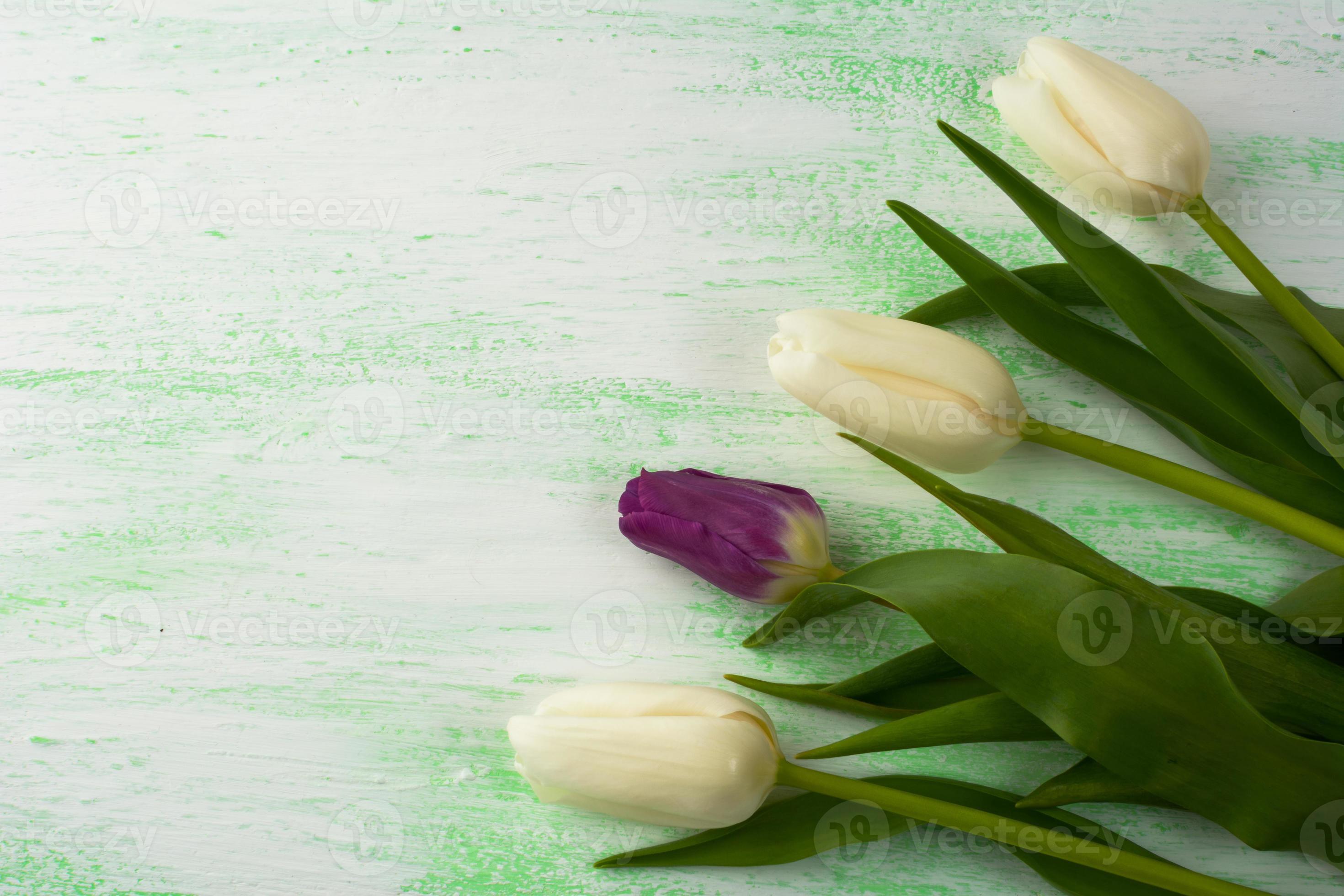 White and purple fresh tulips background 6962906 Stock Photo at Vecteezy