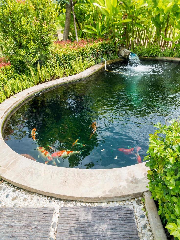 koi fish in koi pond in the garden photo