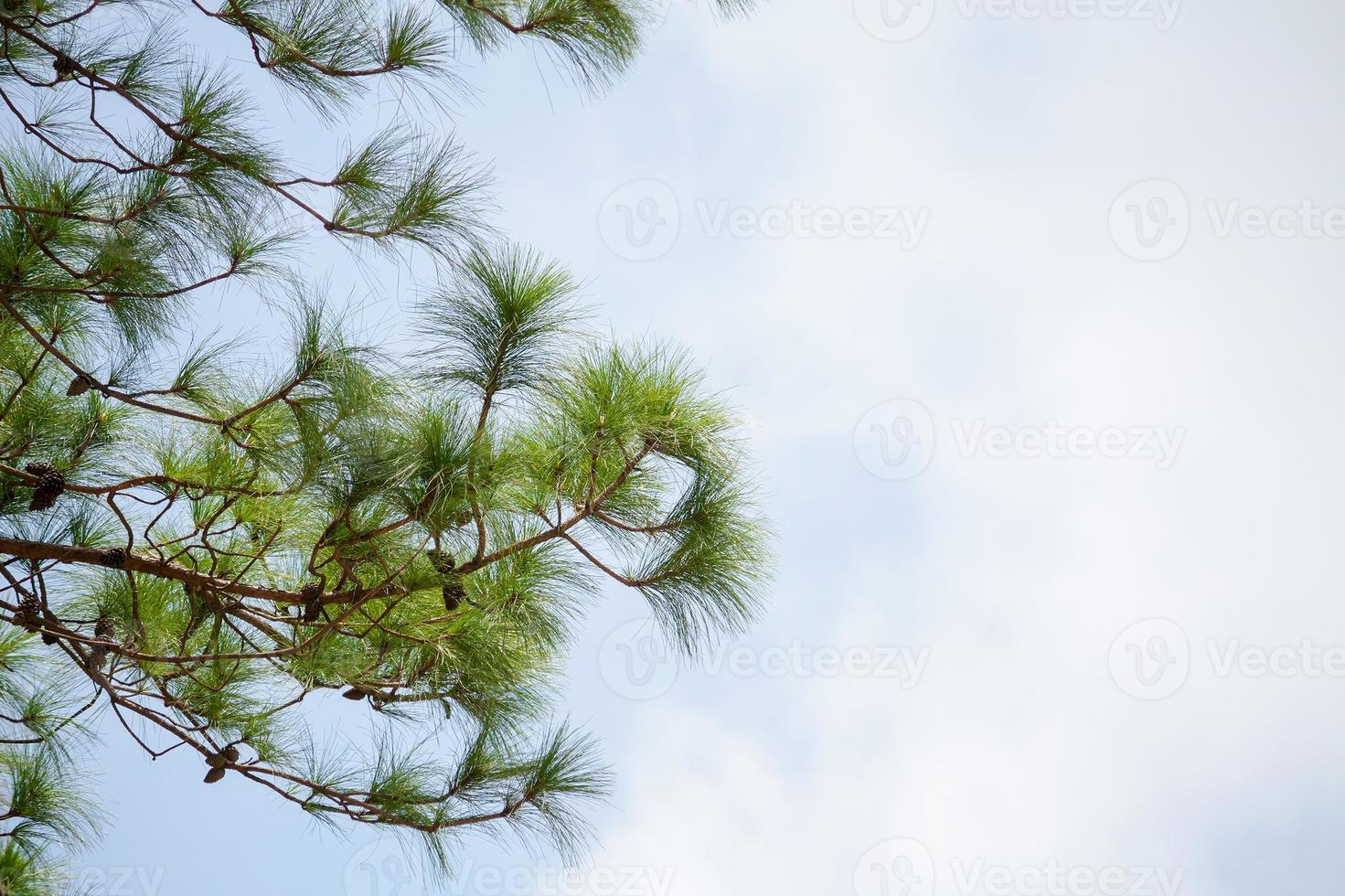 pine leaves background photo