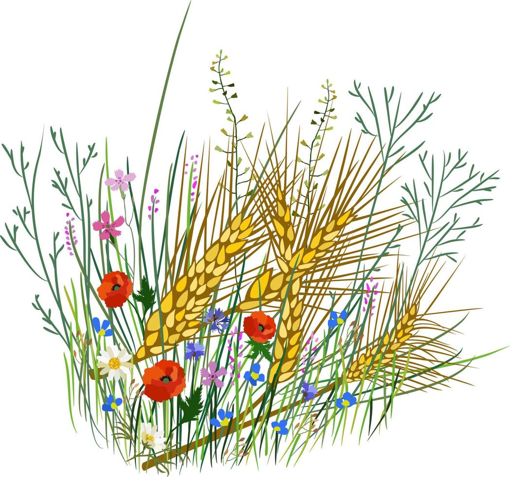 Vector isolated illustration of wheat, grass and wild flowers.