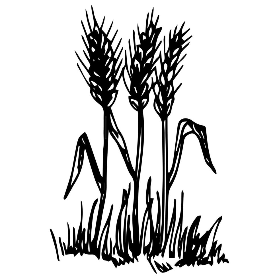 Simple hand-drawn vector drawing in black outline, in engraving style. Wheat ears, cereal plants, farm field. Cultivation of agricultural crops. Seasonal harvest. Ink sketch.