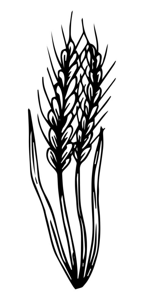 Wheat plant spikelets, vector doodle illustration, hand drawing, sketch