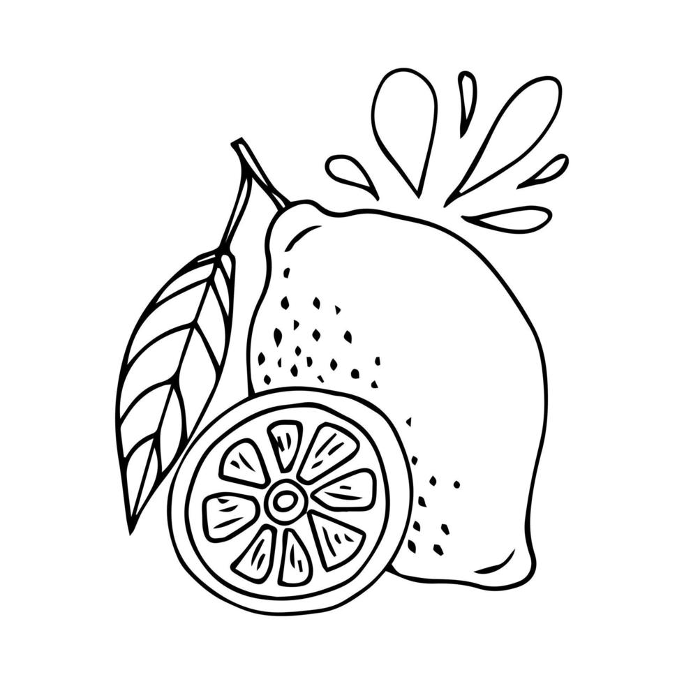 Food background. Stylized hand drawn lemon, water splashes on a white background.Vector illustration vector