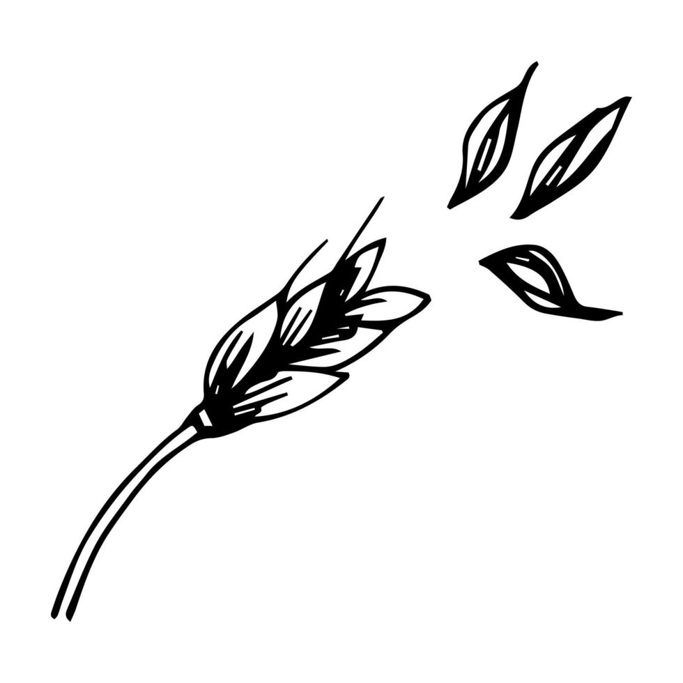 Hand drawn wheat. Realistic wheat ear. Black and white sketch of agricultural plant. Barley and rye crop. Harvesting grain for flour production. Vector natural organic whole oat template