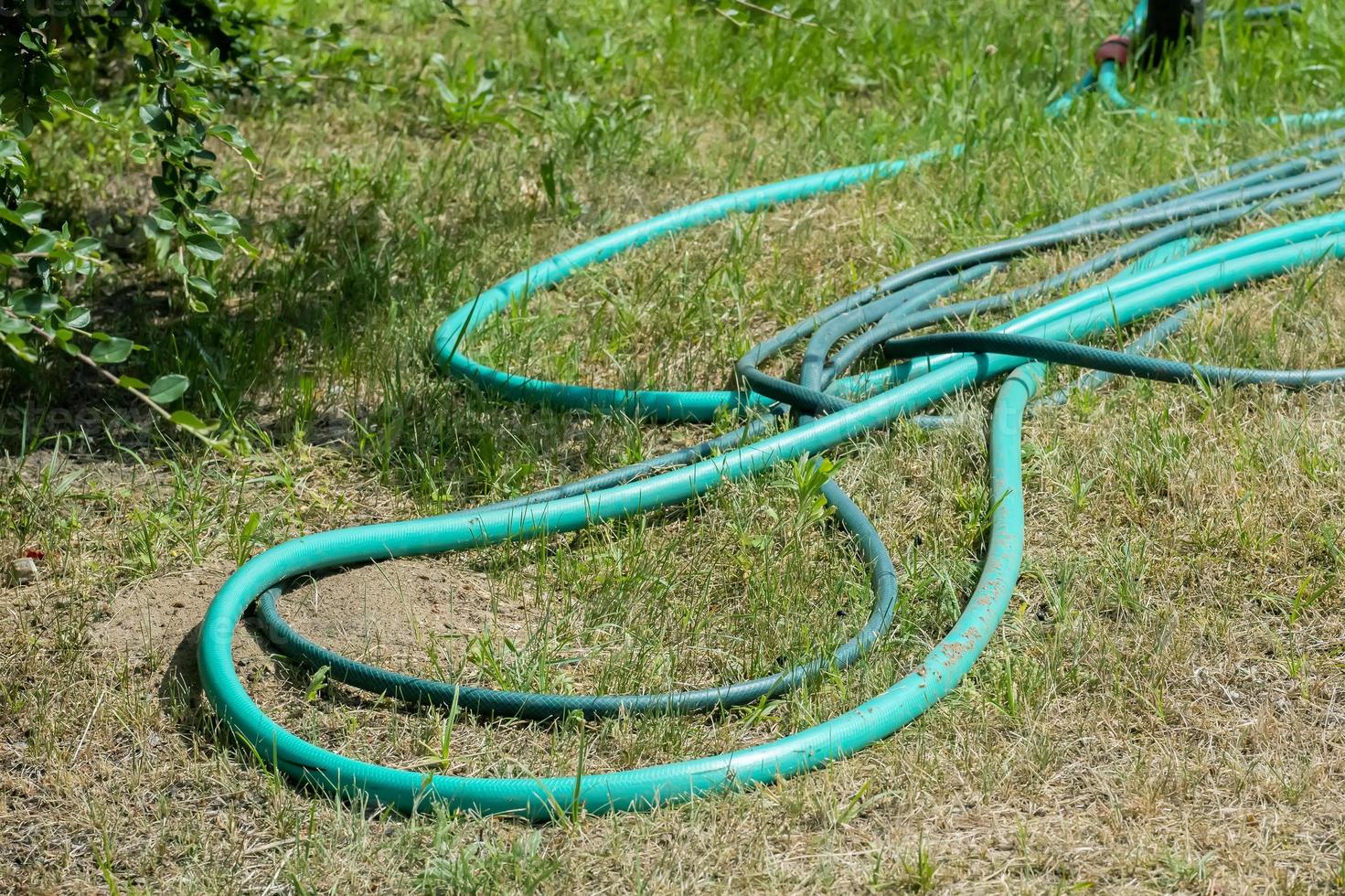 green watering hose on the lawn photo