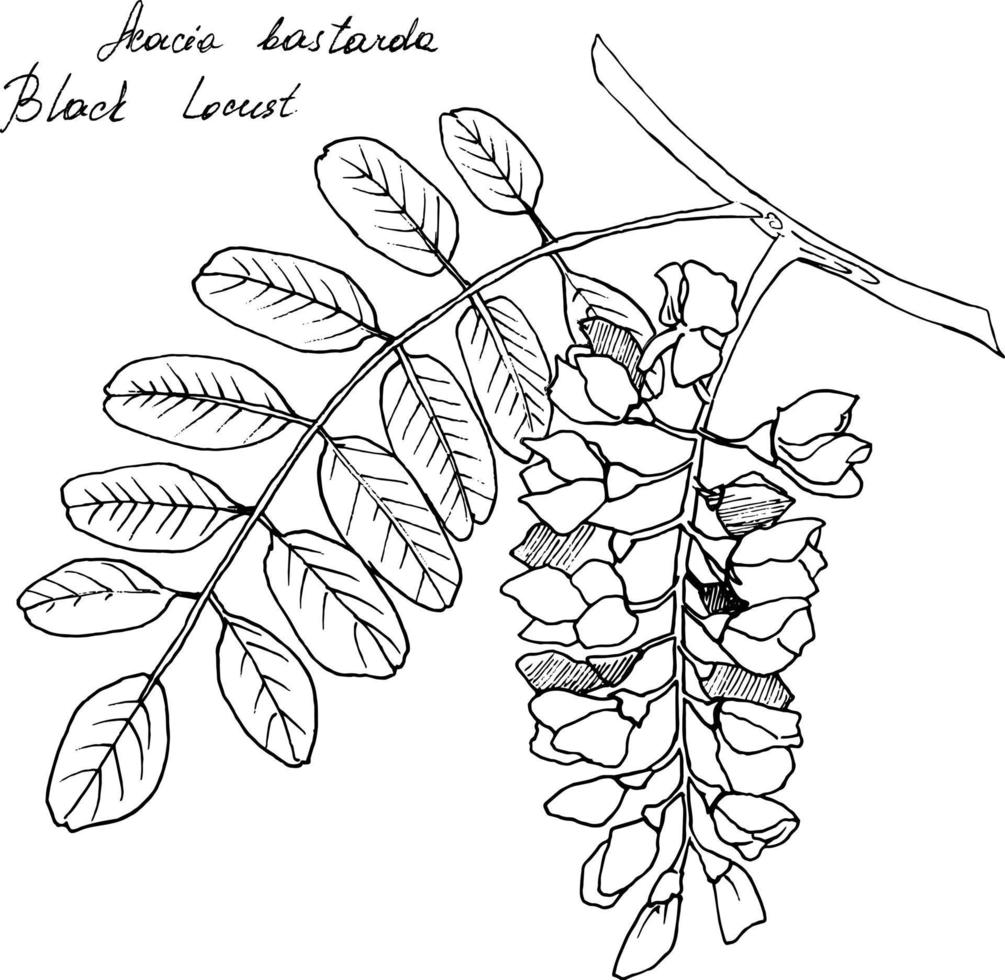 Hand-drawn botanical illustration of acacia branch. Each element is isolated. Very easy to edit for any of your projects. Vector illustration