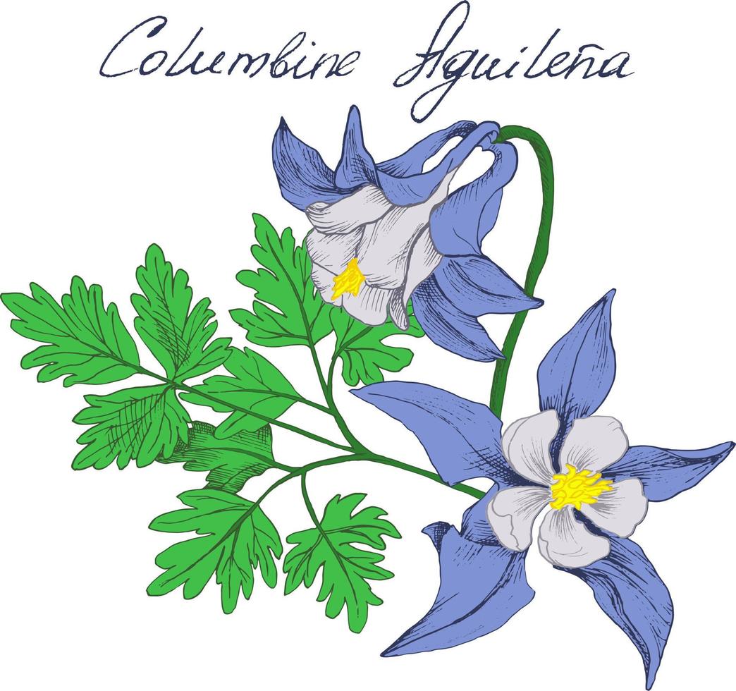 Ilustración de vector colorido de flores columbine. ramo de aquilegia para invitación y tarjeta de felicitación, diseño de camisetas. todos los elementos están aislados en sus capas.