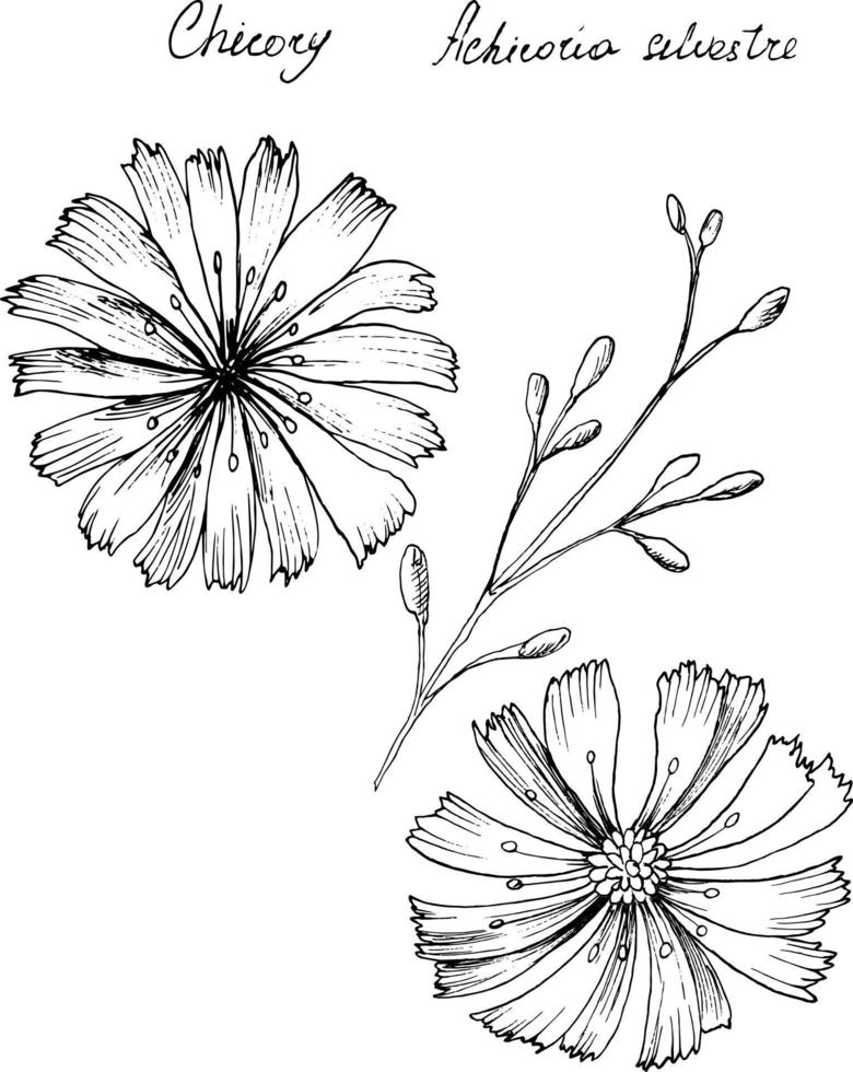 Hand-drawn botanical illustration of chicory flower. Each element is isolated. Very easy to edit for any of your projects. Vector illustration