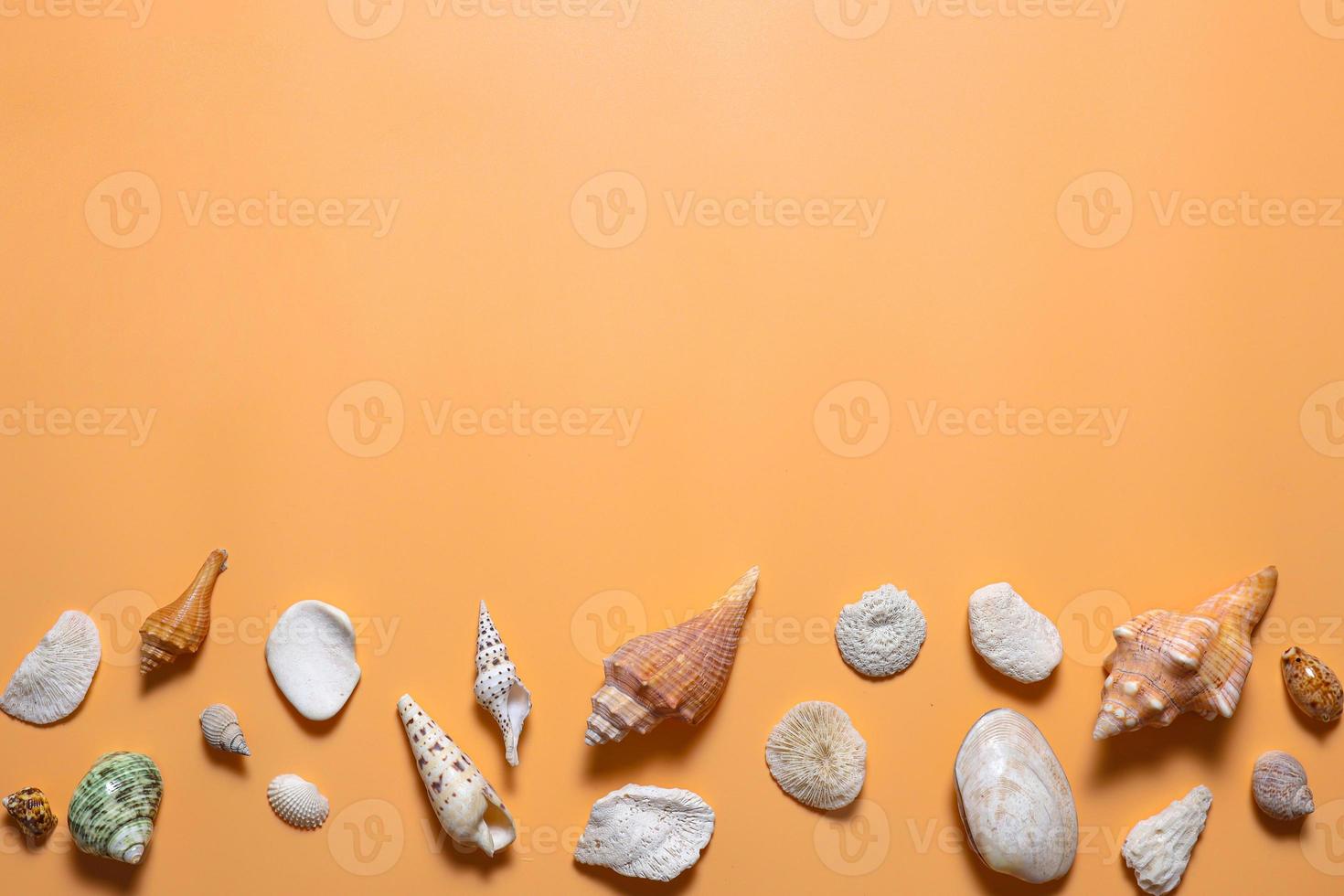 Creative flat lay of various sea shell with copy space for mock up background photo