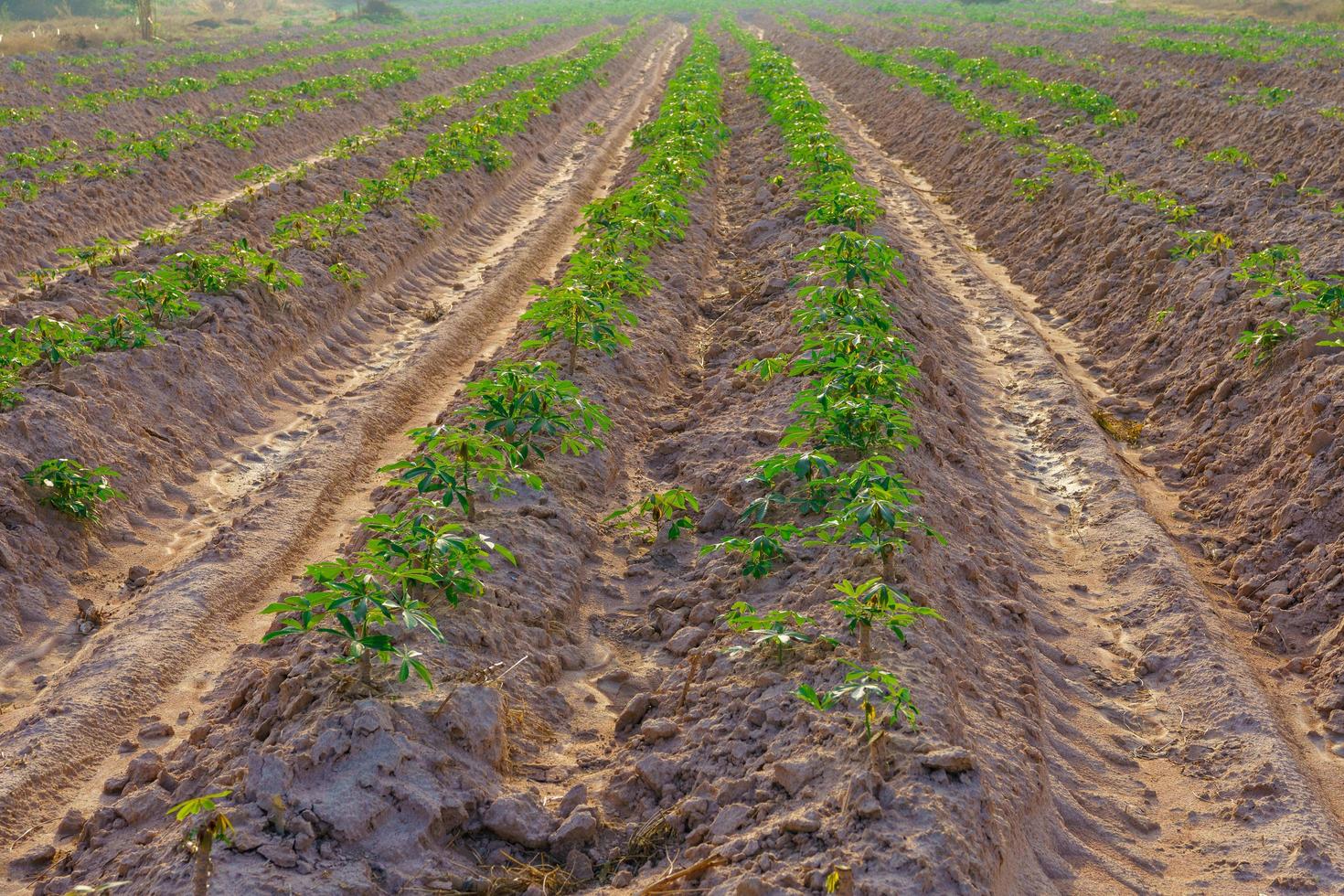 Cassava fields at the beginning of the small seedling growing season photo