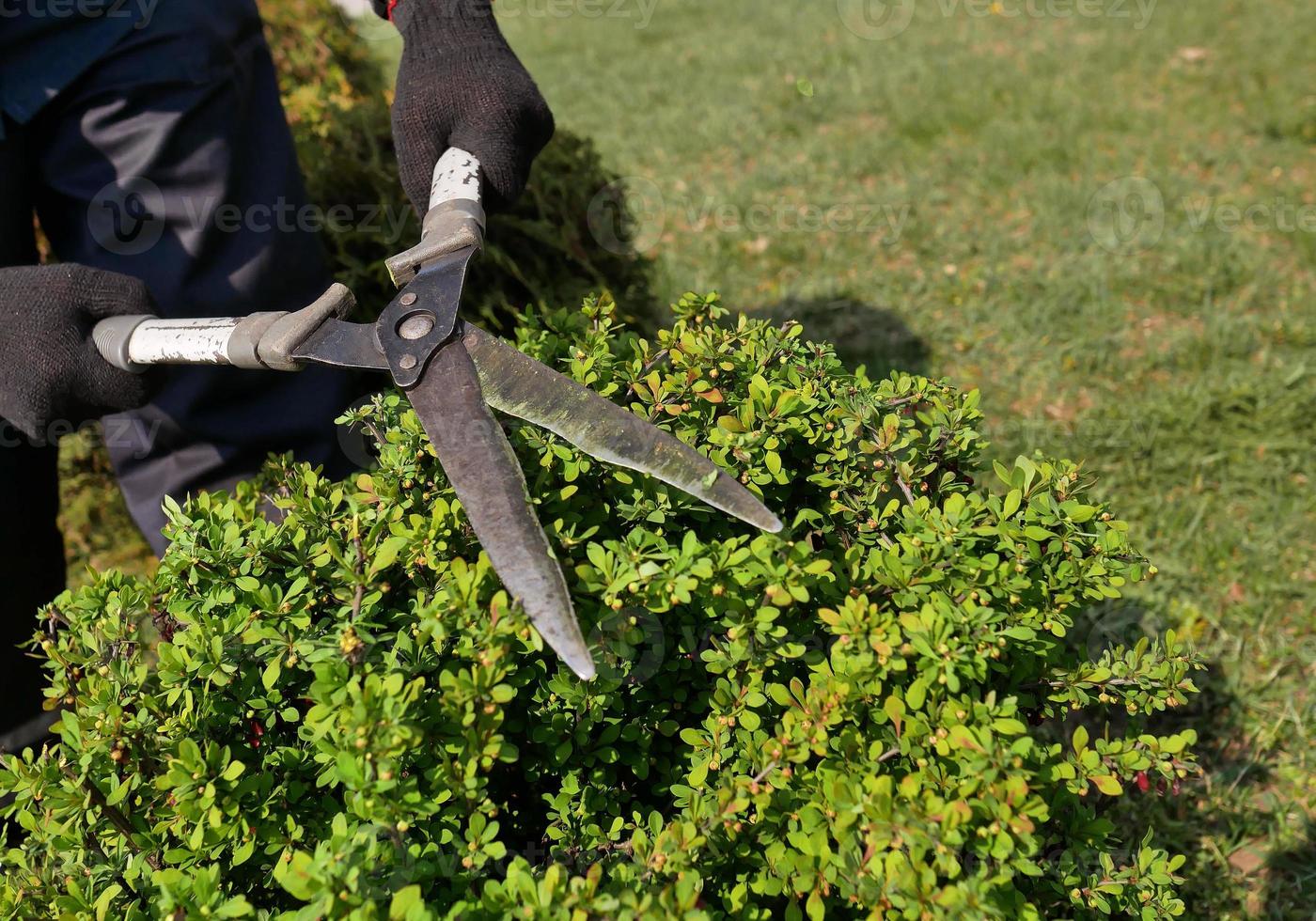 Pruning plants with a pruning shears. Care of plants in the garden. photo