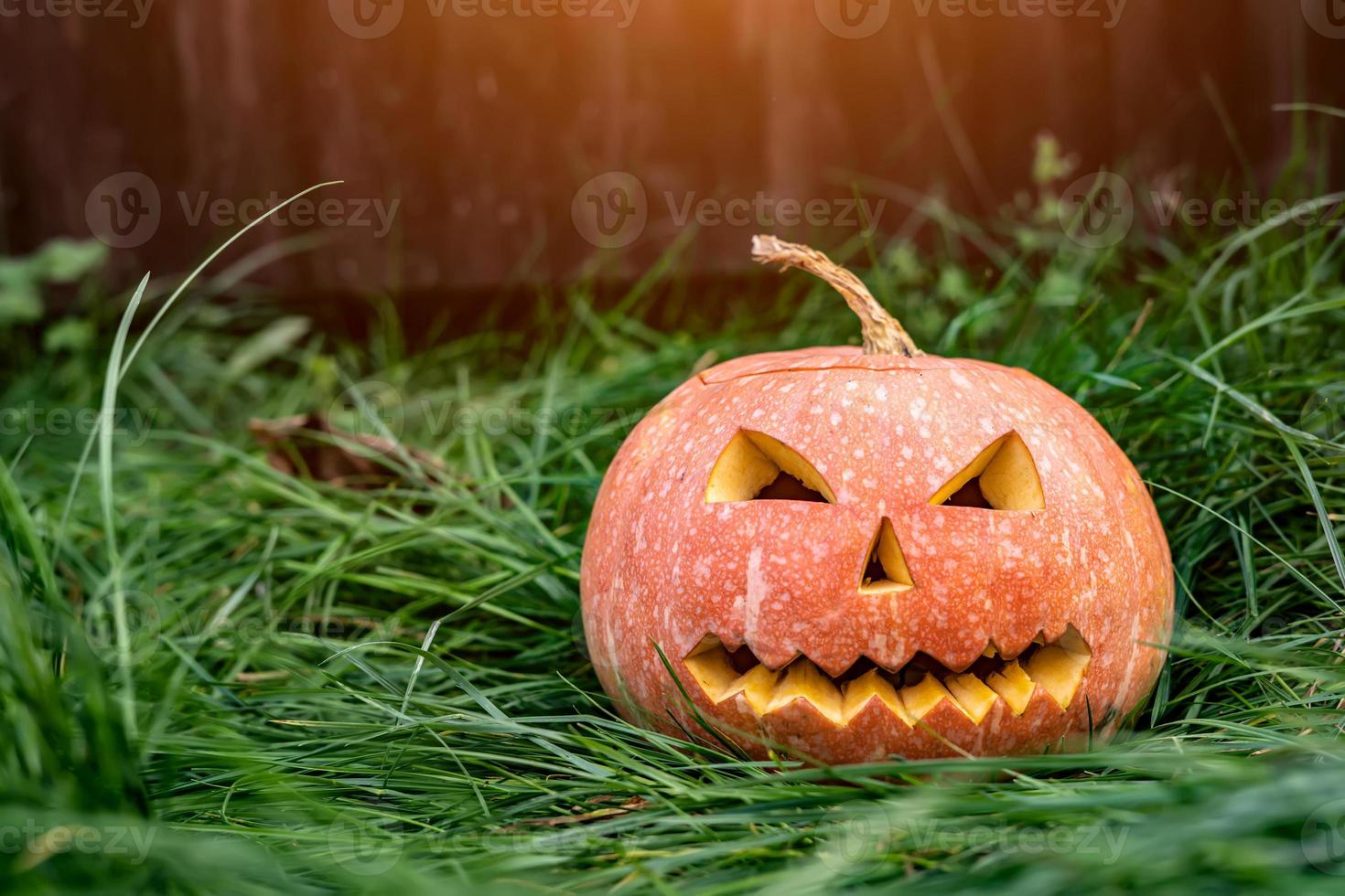 scary pumpkin for Halloween on the grass. photo