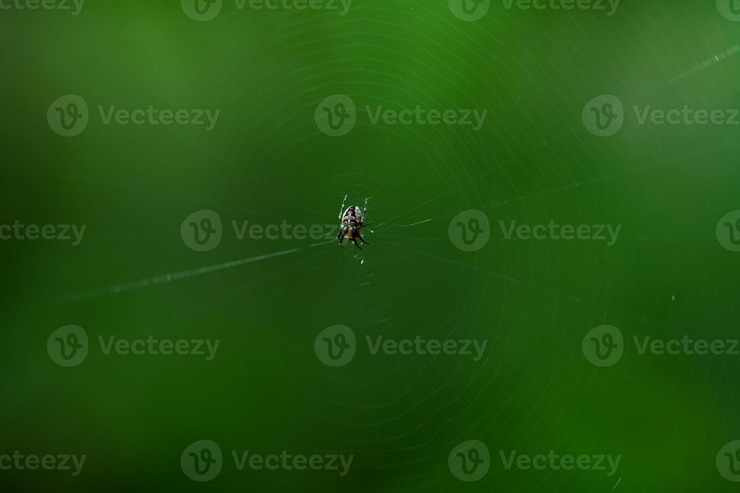 a spider in the center of the web on a green background photo