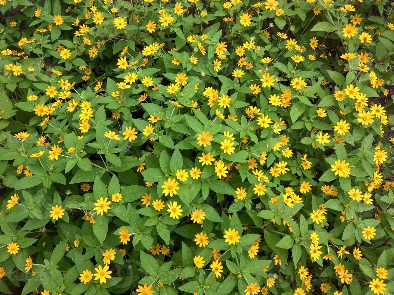 small yellow sunflower photo