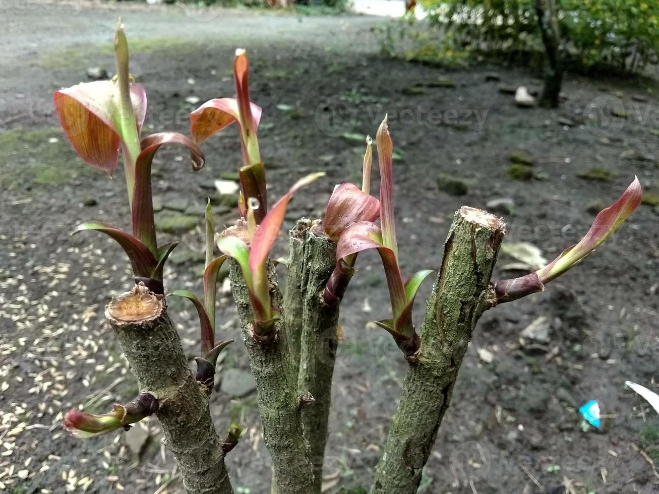 young tree shoots start to grow in spring photo