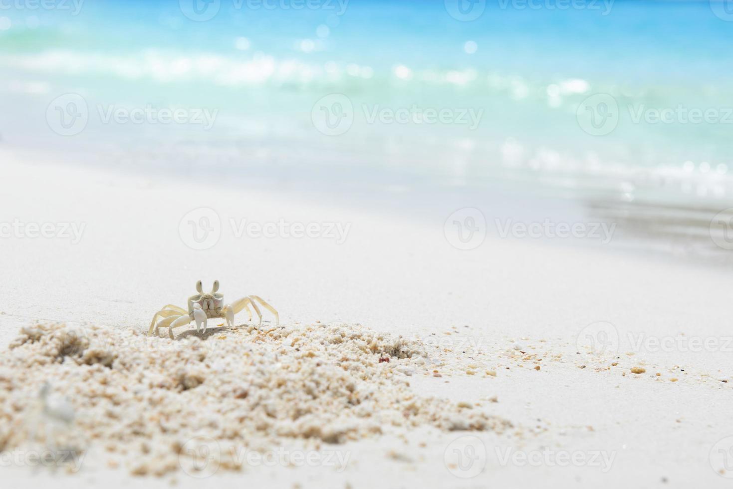 cangrejo en la arena de la playa del mar, concepto de verano. foto