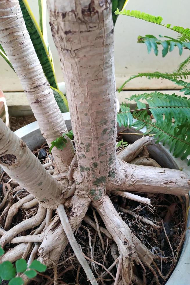 Textures and patterns of large plant roots in cement pots. photo